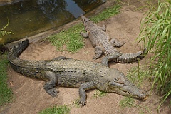 0073 Cairns Tropical Zoo